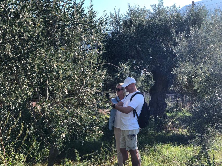 Kalamata, Greece: Organic Olive Grove Tour-Olive oil tasting - Local food in Kalamata’s historic center