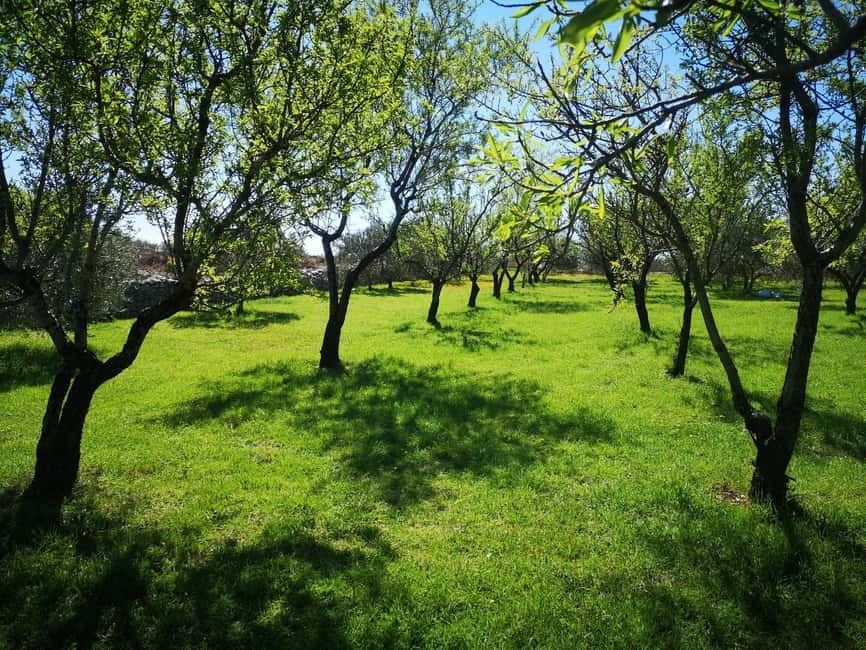 Kastela: Wine & Olive Tasting Tour w/Delicacies & Live Music - Key points at a glance