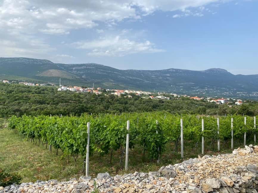 Kastela: Wine & Olive Tasting Tour w/Delicacies & Live Music - A family farm between Kastel Novi and Split
