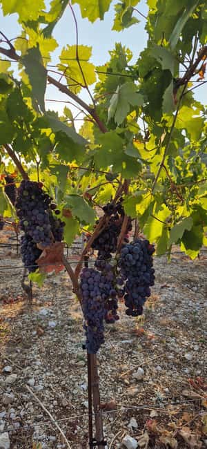 Kastela: Wine & Olive Tasting Tour w/Delicacies & Live Music - Inside the wine cellar