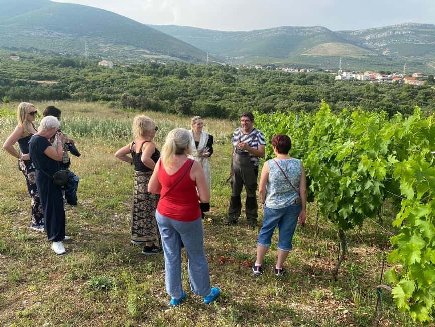 Kastela: Wine & Olive Tasting Tour w/Delicacies & Live Music - Is $173 a fair price?