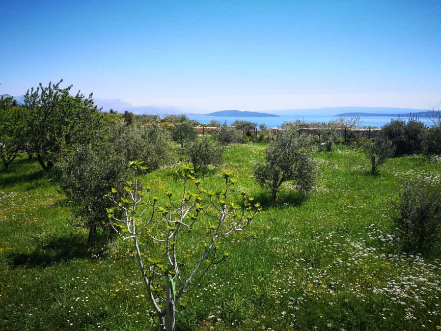 Kastela: Wine & Olive Tasting Tour w/Delicacies & Live Music - Walking the olive and almond orchards