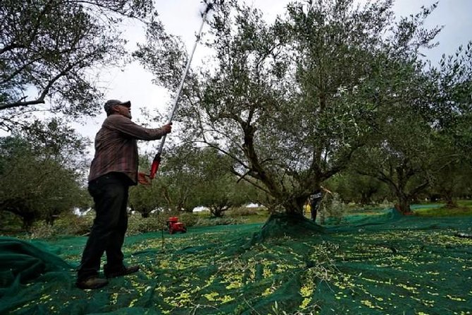 Katakolon Small Group Tour: Olympic site, Honey/Olive Oil Tasting - What the $126.72 price really covers