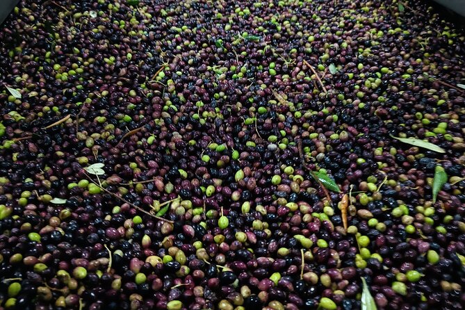 Kleanthi Olive Farm: Guided Tour with Local Delicacies Tasting - When harvest season matters most