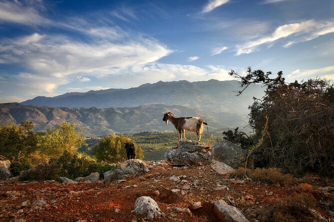 Knossos & Lasithi Plateau: Villages, Olive Oil Tour From Elounda - Mochos and the social side of Crete