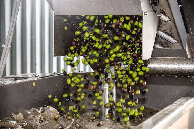 Lake Garda Olive Oil Tour and Tasting Experience - Seeing how extra virgin olive oil is produced