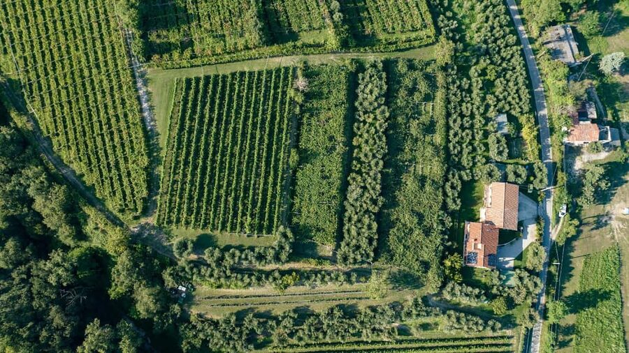 Lake Garda: Tour with 4 Olive Oil Tasting & Local Food - Key points to know before you book