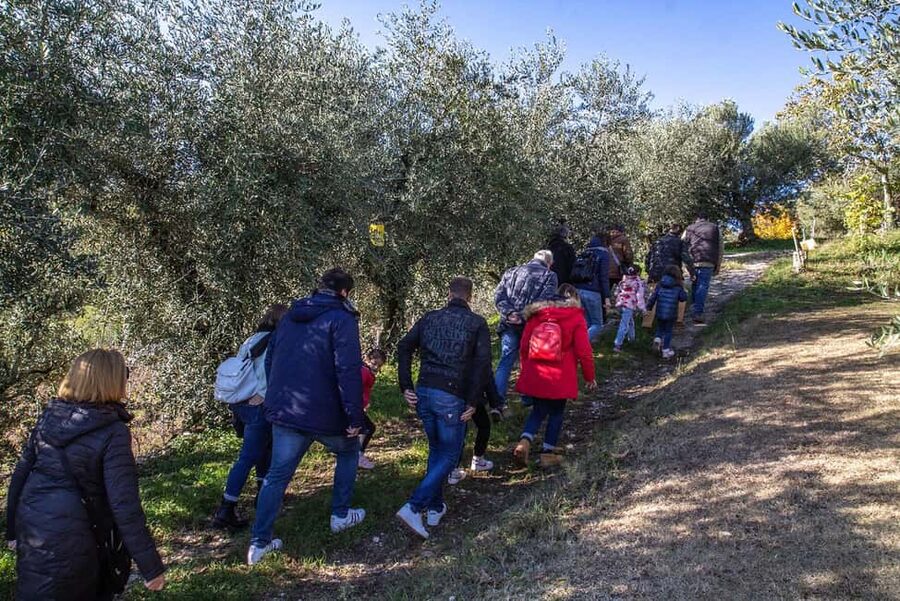 Lake Garda: Tour with 4 Olive Oil Tasting & Local Food - One hour with four olive oils and local food