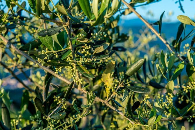 Leonardo Da Vinci's wind mill visit and Organic olive oil tasting - Key points to know before booking