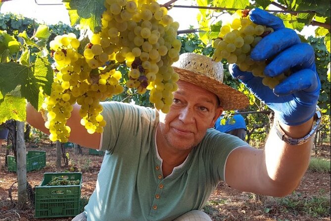 Mallorca Bodega & Olive Minibus Tour incl. Pick-up South Coast - Key points at a glance