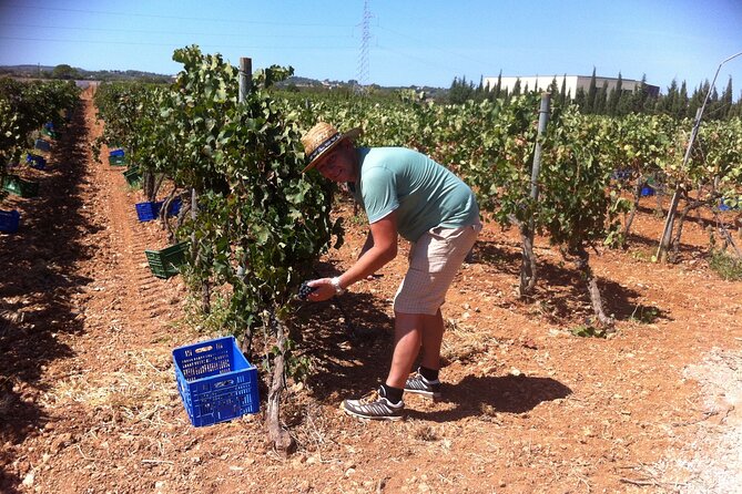 Mallorca Bodega & Olive Minibus Tour incl. Pick-up South Coast - What this Mallorca tasting day is really like