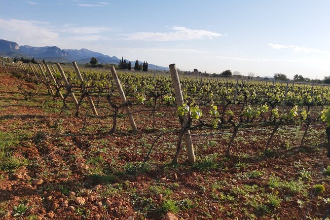 Mallorca Bodega & Olive Minibus Tour incl. Pick-up South Coast - Is $203.06 a fair price?