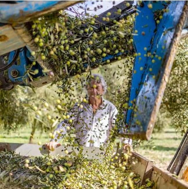 Mallorca: Bodega & Olives Minibustour with wine/oil tasting - Why Mallorca’s inland food country is worth your time
