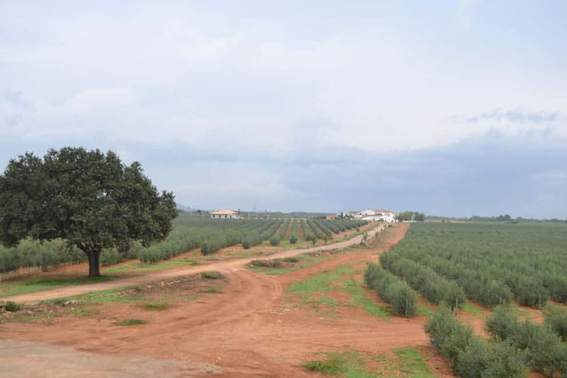 Mallorca: Bodega & Olives Minibustour with wine/oil tasting - Inside a Mallorcan tafona