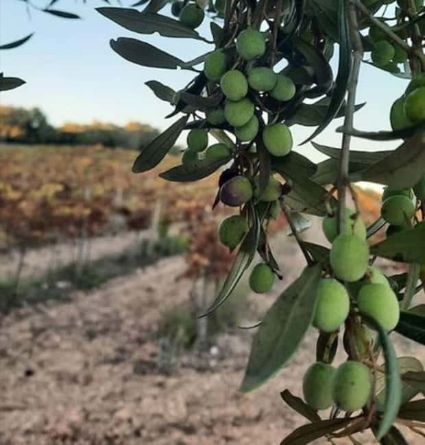 Mallorca: Bodega & Olives Minibustour with wine/oil tasting - The drive from oil country to wine country