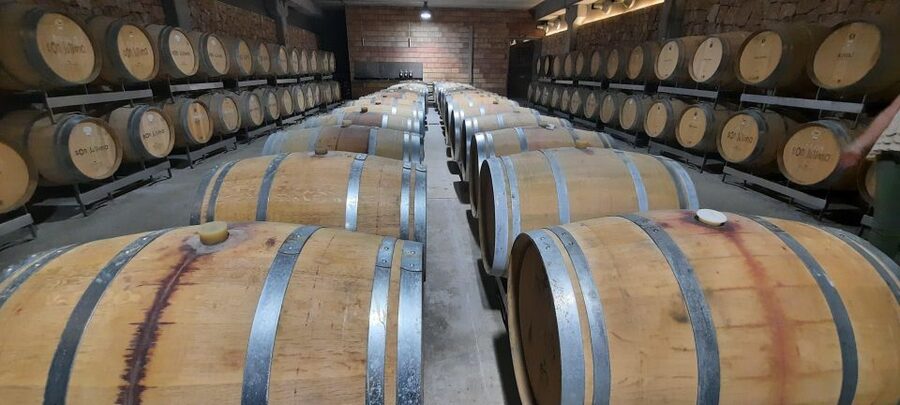 Mallorca: Bodega & Olives Minibustour with wine/oil tasting - Who will enjoy this most?