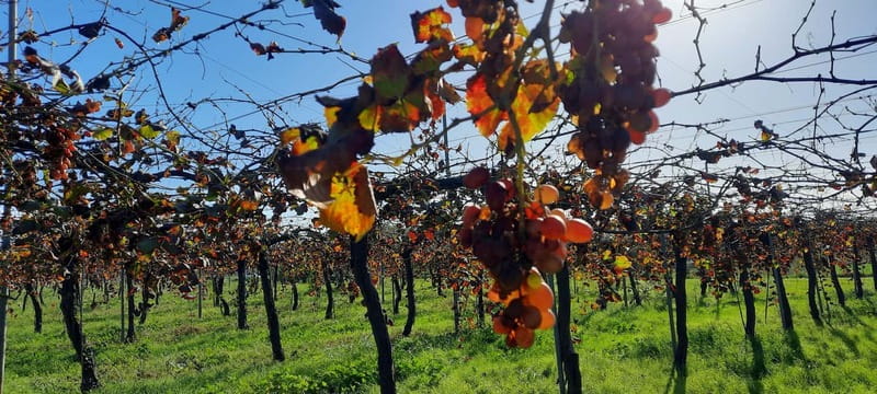 Mallorca: Bodega & Olives Minibustour with wine/oil tasting - The 45-minute ride into Mallorca’s olive groves