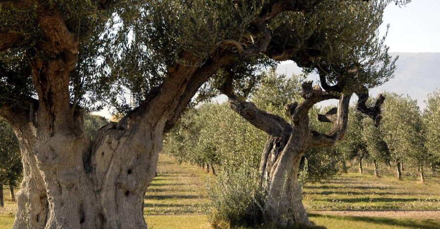 Midday Olive Oil Tour and Visit to Old Town of Belchite - Inside a traditional oil mill