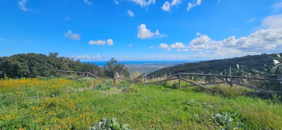 Monopoli: Ancient Olive Groves & Coastal E-Bike Ride - From Monopoli’s coast to the olive groves