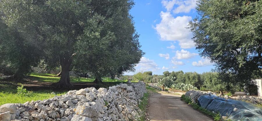 Monopoli: Ancient Olive Groves & Coastal E-Bike Ride - Reaching the blue cove