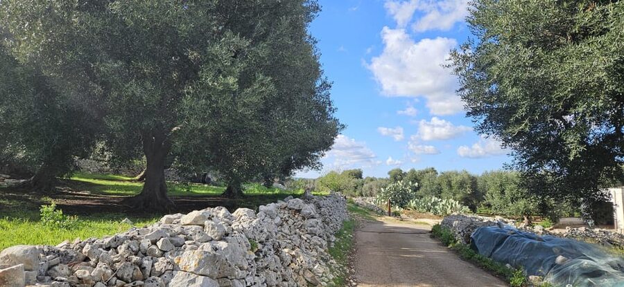 Monopoli: Ancient Olive Groves & Coastal E-Bike Ride - Who will enjoy this ride most
