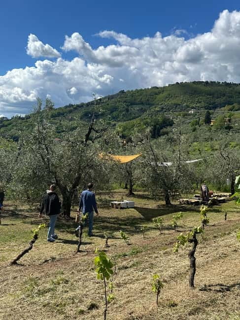Montecatini Alto: Gourmet picnic among the olive trees with EVO oil pairing - The picnic beneath the trees