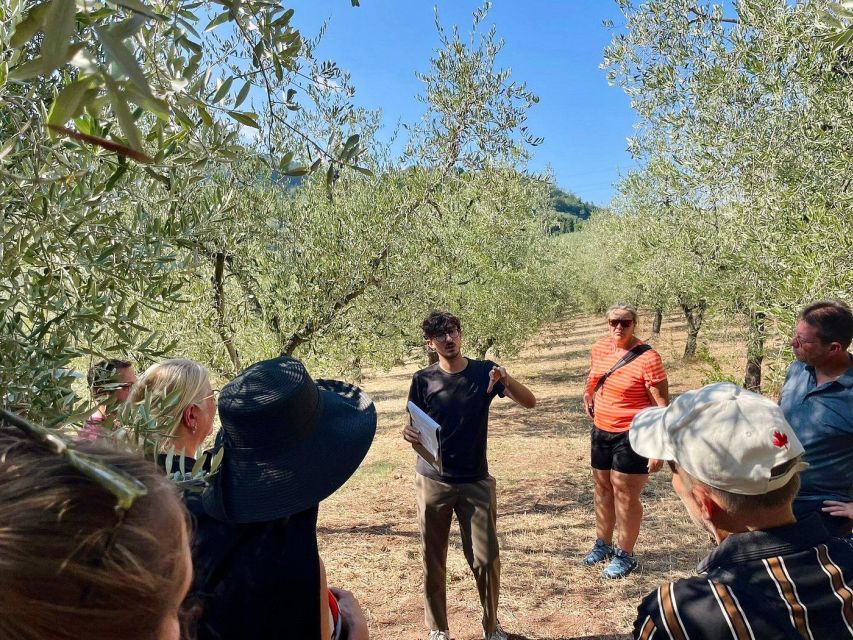 Montecatini Terme: Olive Grove Tour with Oil Tasting - Why the guides matter