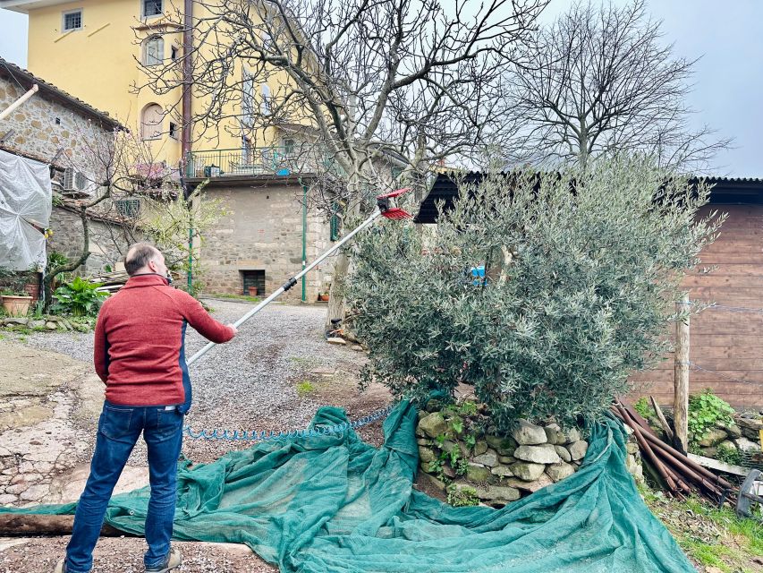Montecatini Terme: Olive Grove Tour with Oil Tasting - The view from the olive hills