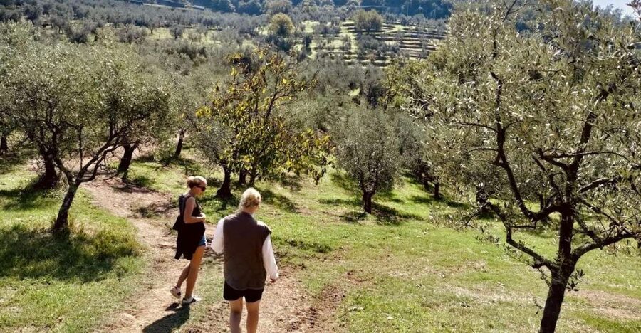 Montecatini Terme: Olive Grove Tour with Oil Tasting - How the $47 price measures up