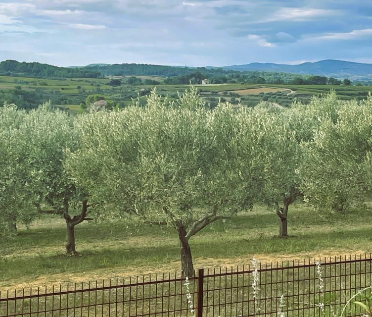Montpellier : Visit lavender field and an Olive Oil Mill - From Montpellier to the Terrasses du Larzac