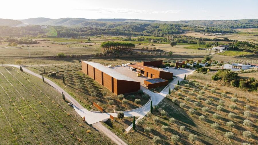 Montpellier : Visit lavender field and an Olive Oil Mill - A guide-led experience with room for questions