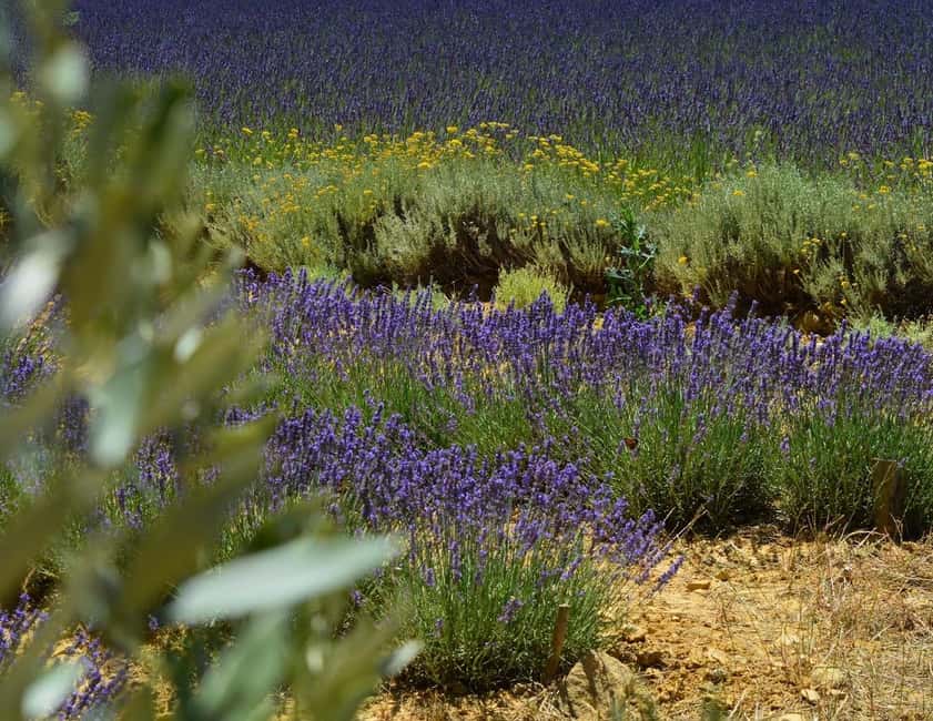 Montpellier : Visit lavender field and an Olive Oil Mill - What the $88 price really covers