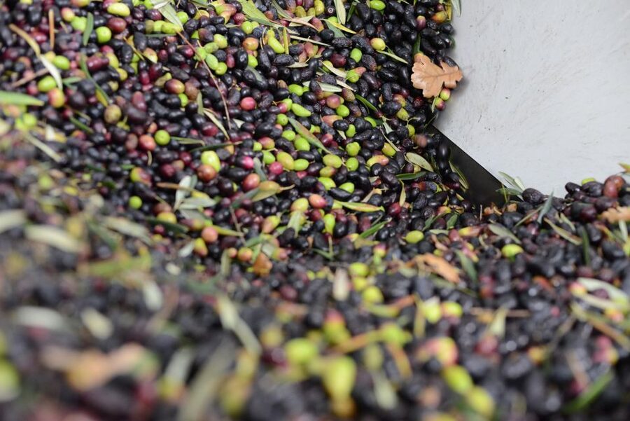 Montpellier : Visit lavender field and an Olive Oil Mill - A note about the cave, vineyard, and wine wording