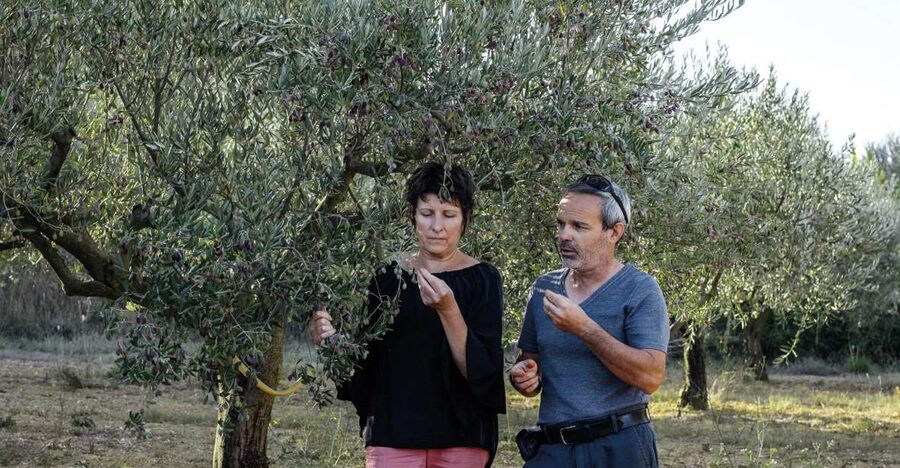 Montpellier : Visit lavender field and an Olive Oil Mill - Practical booking advice