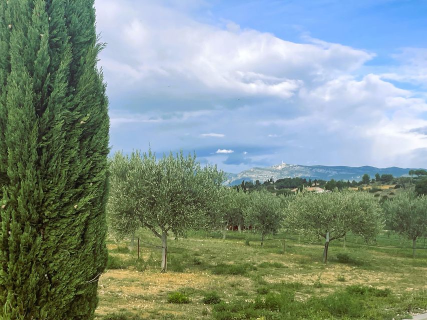 Montpellier : Visit lavender field and an Olive Oil Mill - Should you book it?