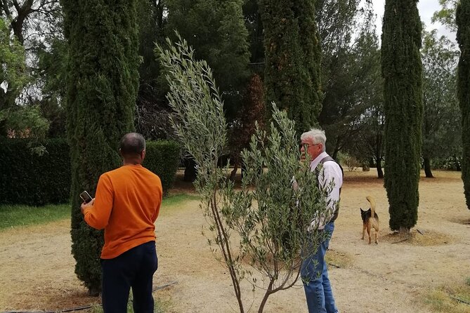 Morning Tour and Olive product tasting - Key points to know before booking