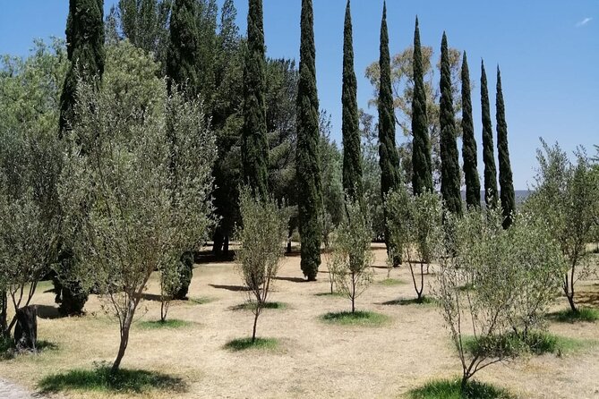 Morning Tour and Olive product tasting - Why this farm visit feels different from a standard tasting