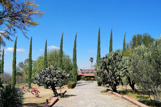 Morning Tour and Olive product tasting - Walking the trees and learning how oil is made