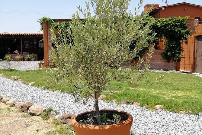 Morning Tour and Olive product tasting - What the private format adds
