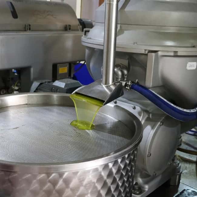 Musai Olive Oil Tour and Tasting - When to visit and what to expect
