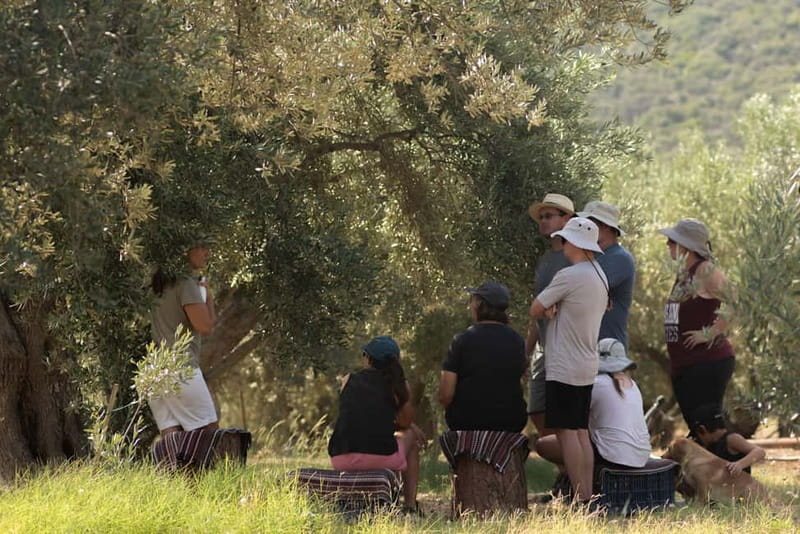 Nafplio: Olive Oil Estate Tour and Tasting - Learning to taste olive oil properly