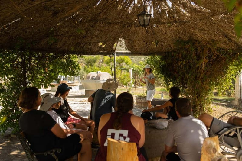 Nafplio: Olive Oil Estate Tour and Tasting - Should you book the Kotsonis Estate tour?
