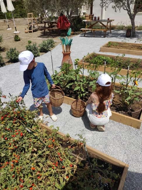 Naxos Town: Olive Oil Tasting & Baking in the Heart of Town - Price, timing, and practical value