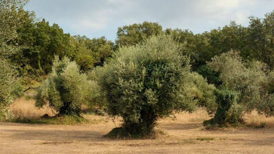 North Corfu: Olive Tour with Olive Oil Tasting and Mezze - The Corfiot meze under the olive trees