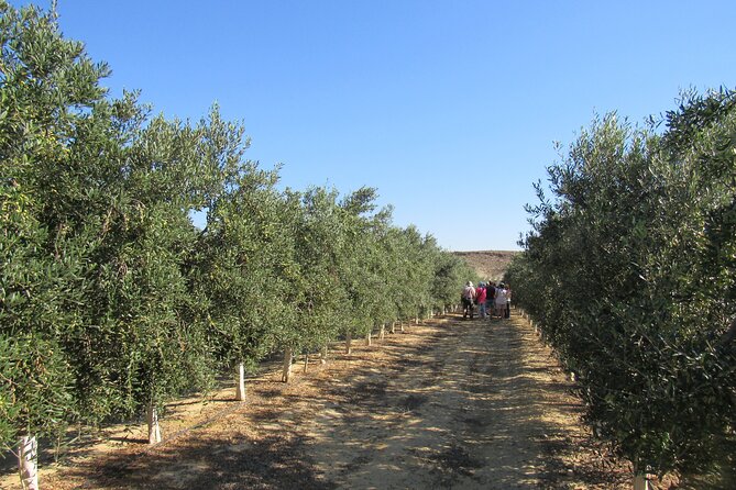 Oil tourism in Pulpí Discover the World of EVOO - What the $19.35 price really covers