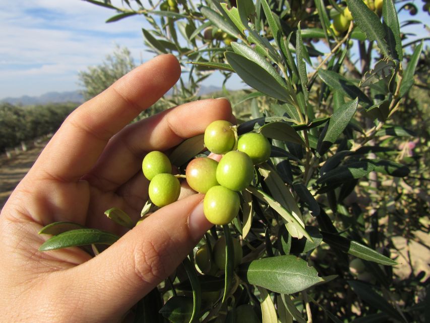 OleoAlmanzora: Guided tour + Masterclass of EVOO tasting Eng - Why this Pulpí olive-oil visit is worth your time