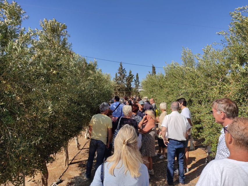 OleoAlmanzora: Guided tour olive groves and EVOO facilities - Why Pulpí Makes a Good Olive Oil Stop
