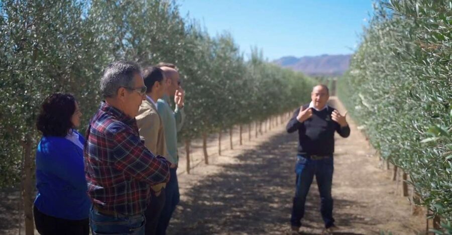 OleoAlmanzora: Guided tour olive groves and EVOO facilities - Starting at the OleoAlmanzora Facilities