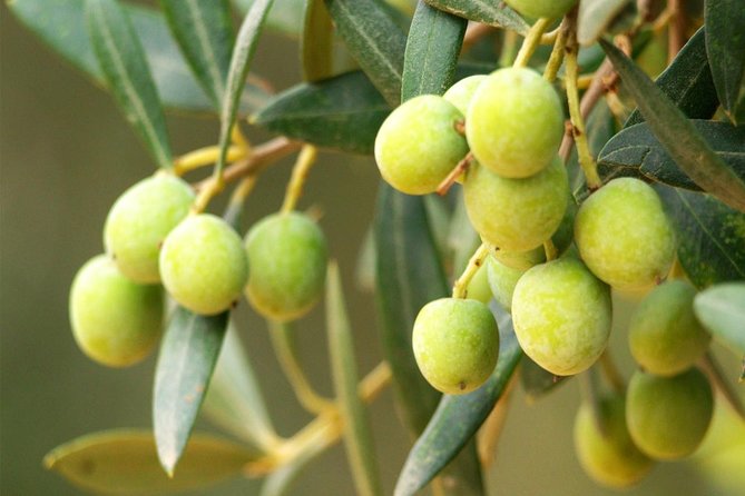 Oleotourism and olive oil tasting in Seville - Private tour - The 10 a.m. start from central Seville