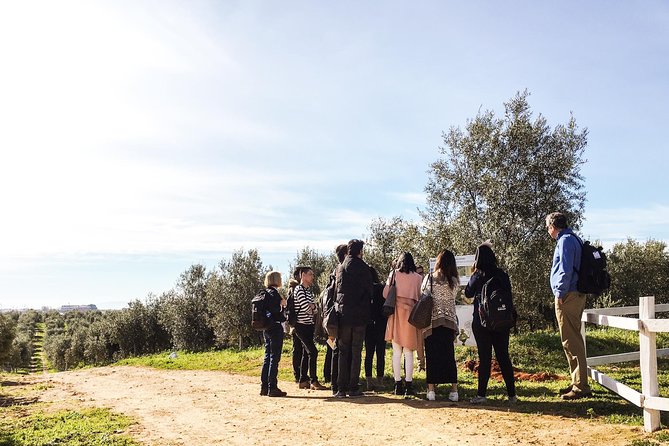 Oleotourism and olive oil tasting in Seville - Private tour - What the private format is worth